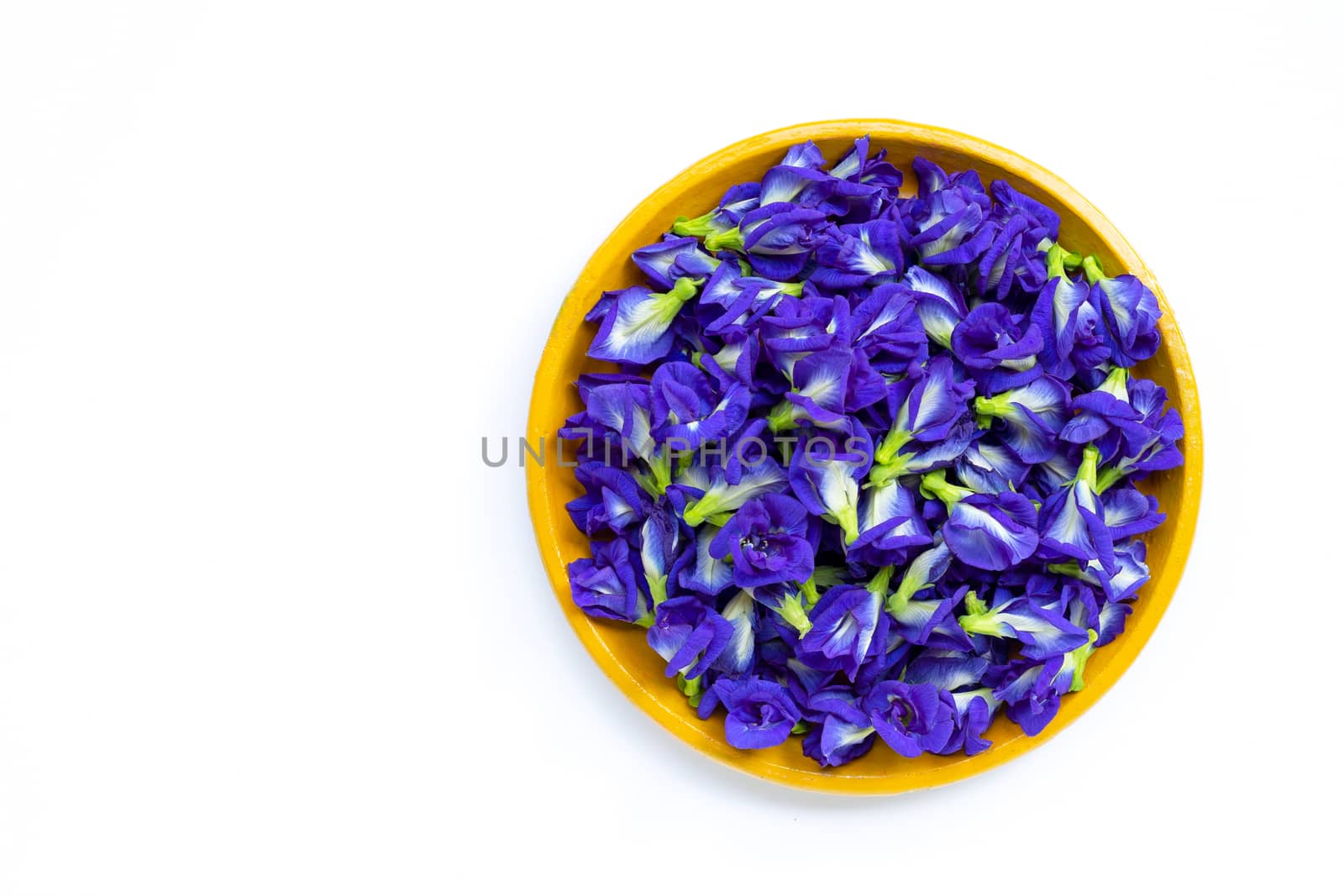 Fresh butterfly pea flower or blue pea in yellow plate on  white background. Copy space