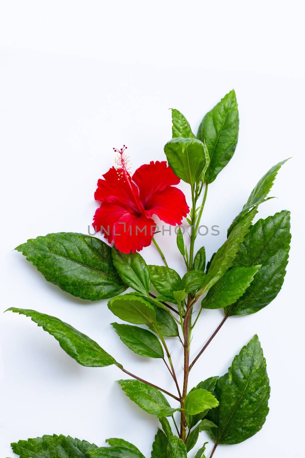 Hibiscus flower with leaves on white background. 