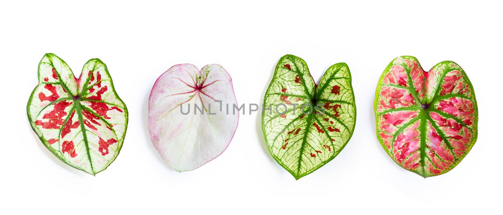 Caladium leaves on white background. Top view