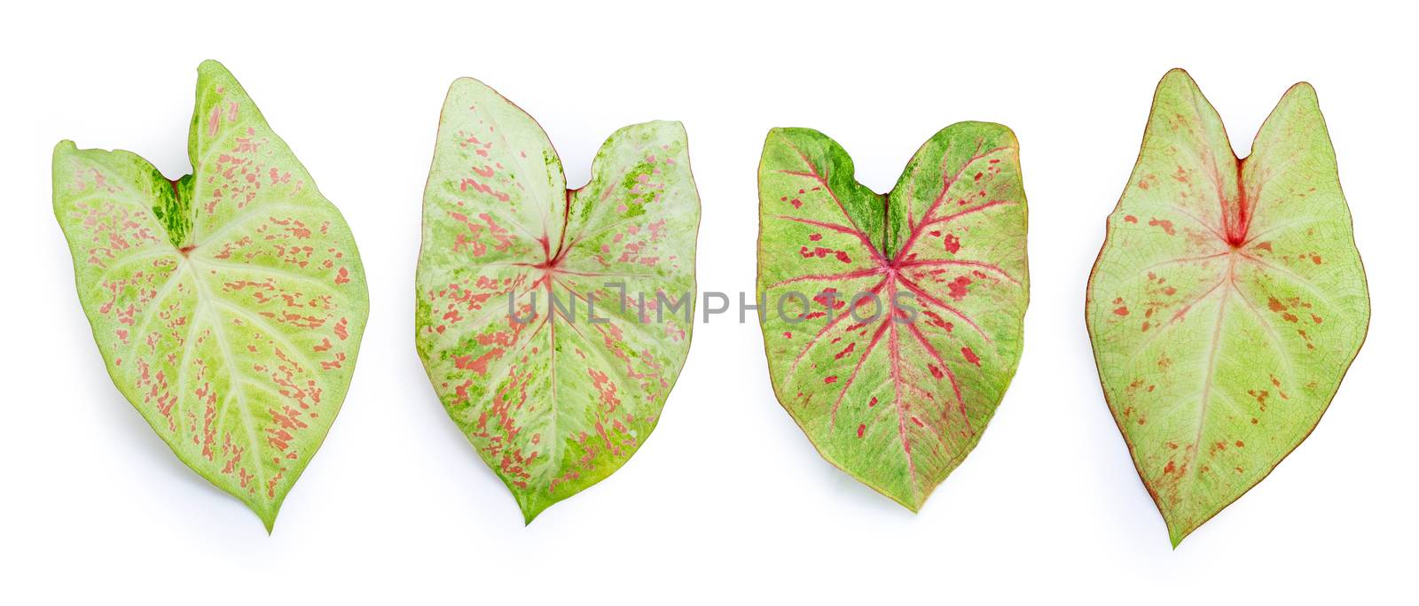 Caladium leaves on white background. Top view by Bowonpat