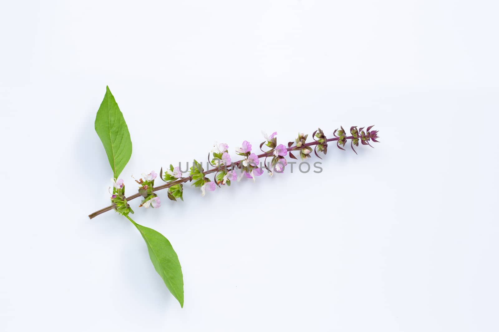 Sweet basil leaves with flower on white background.