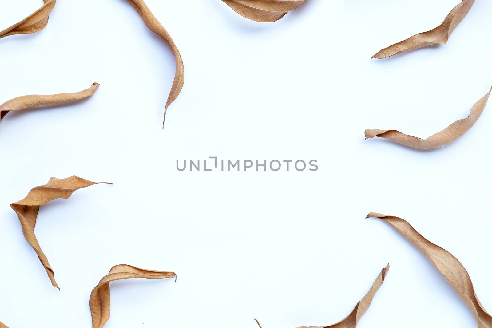 Frame made of eucalyptus dry leaves on white background. Copy space