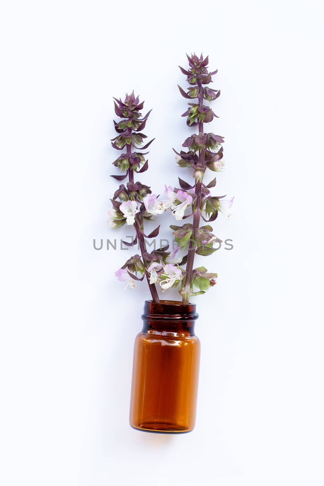 Empty essential oil bottle with sweet basil flower on white background.