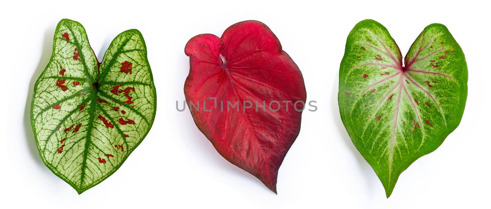 Caladium leaves on white background. Top view