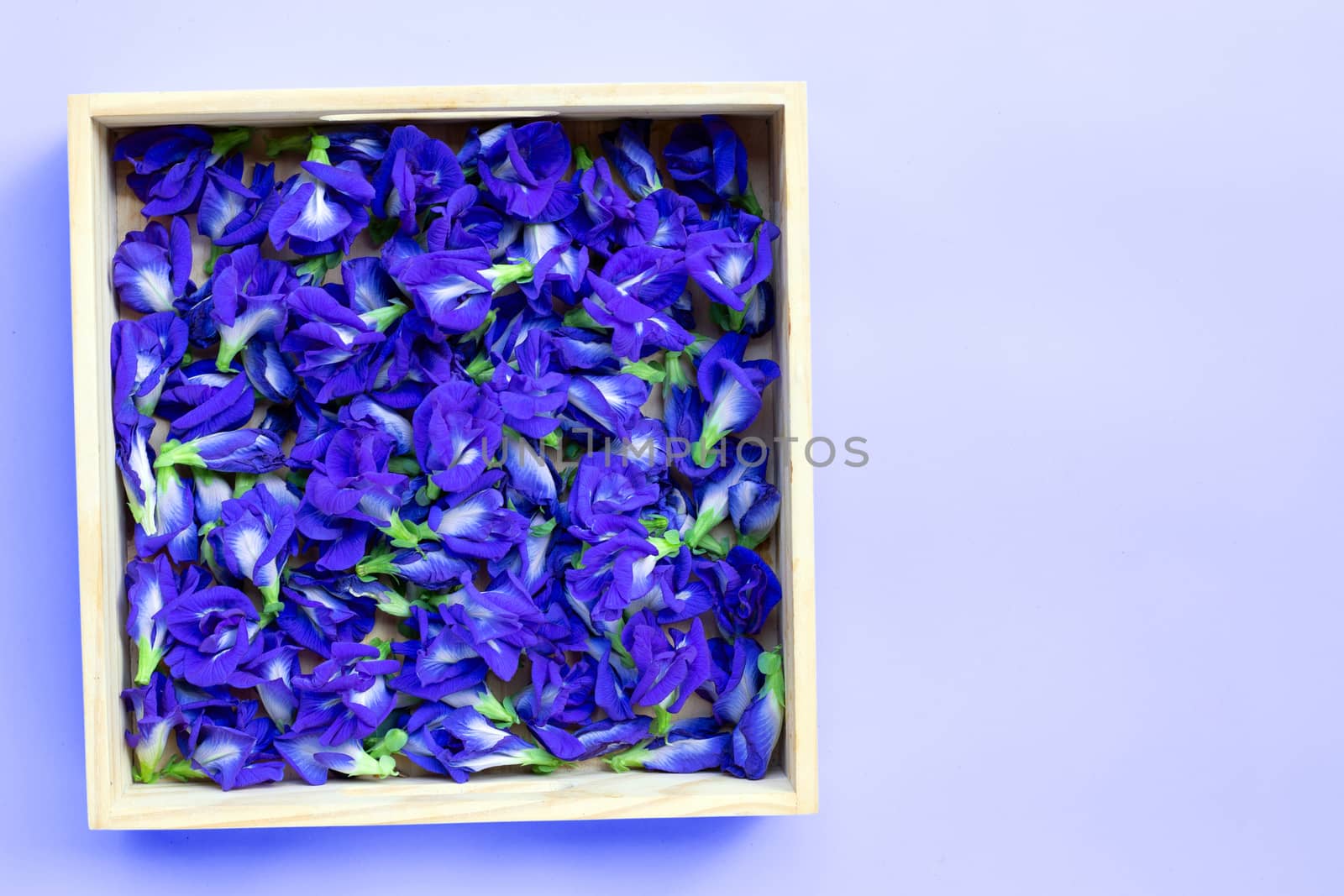 Blue butterfly pea flower in wooden box on purple background. Copy space