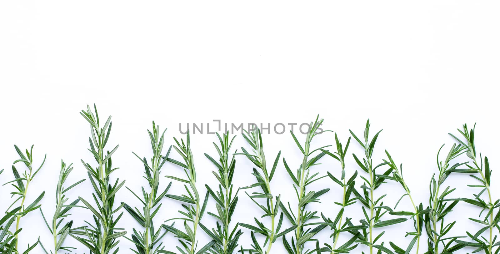 Rosemarry leaves on white background. Copy space