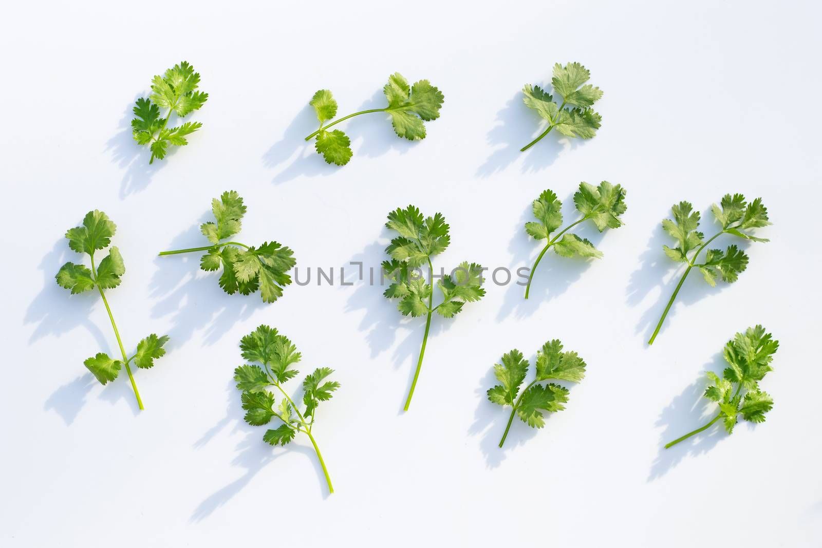 Fresh coriander leaves on a white background.