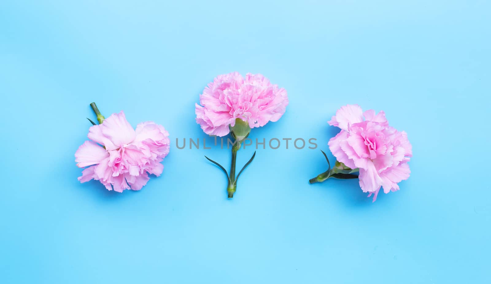 Carnation flower on blue background.  Top view