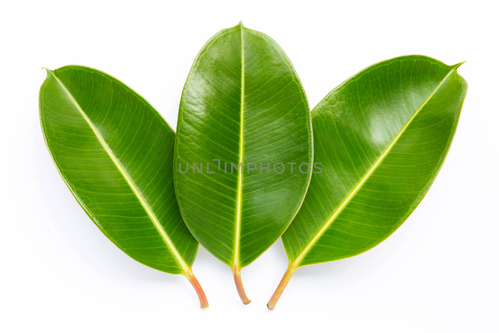 Rubber plant leaves on white background. 
