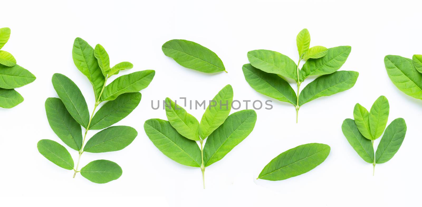 Guava leaves on white background.  Top view