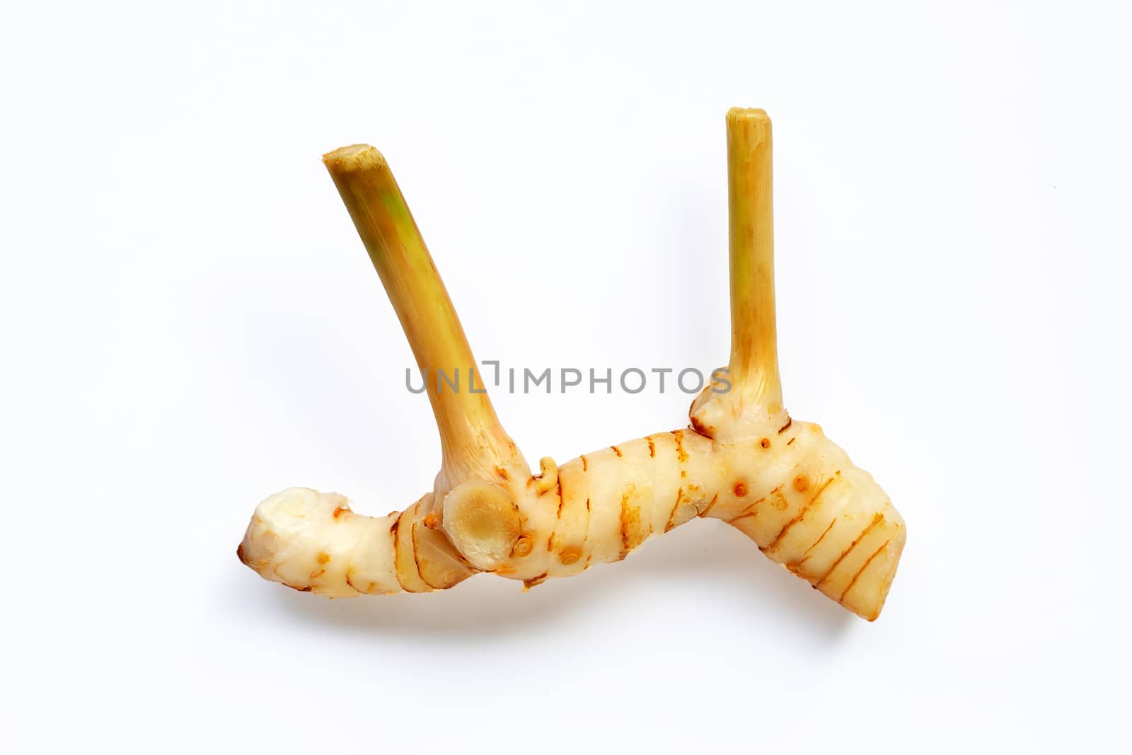 Fresh galangal isolated on white background.