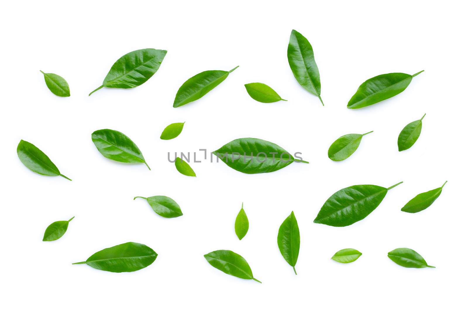 Fresh citrus leaves on white background.
