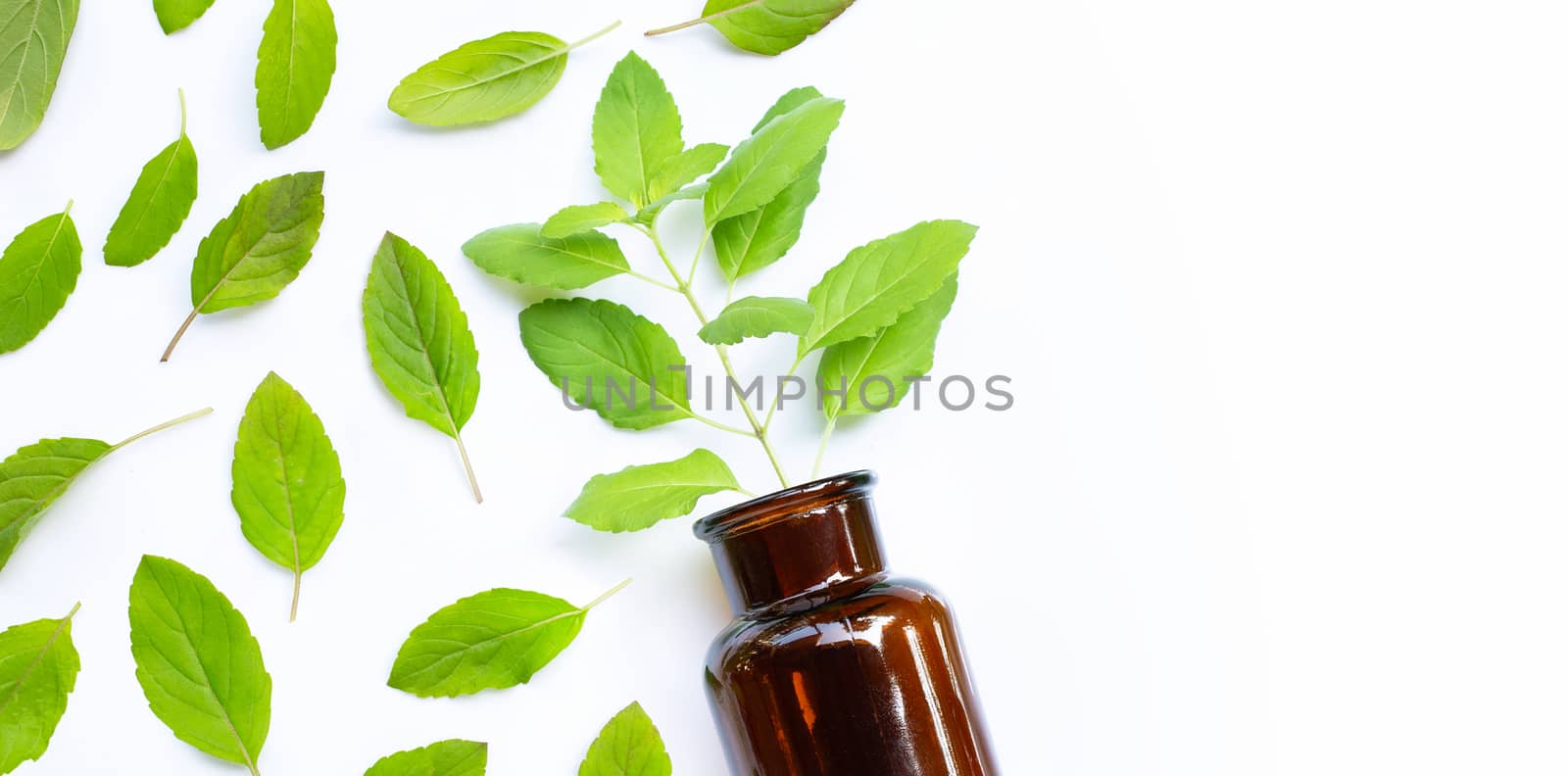 Fresh holy basil  eaves with essential bottle on white background. Copy space