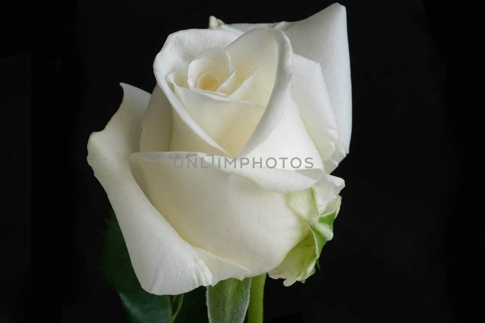 A single blooming white rose, isolated on black background. Closeup shot, macro