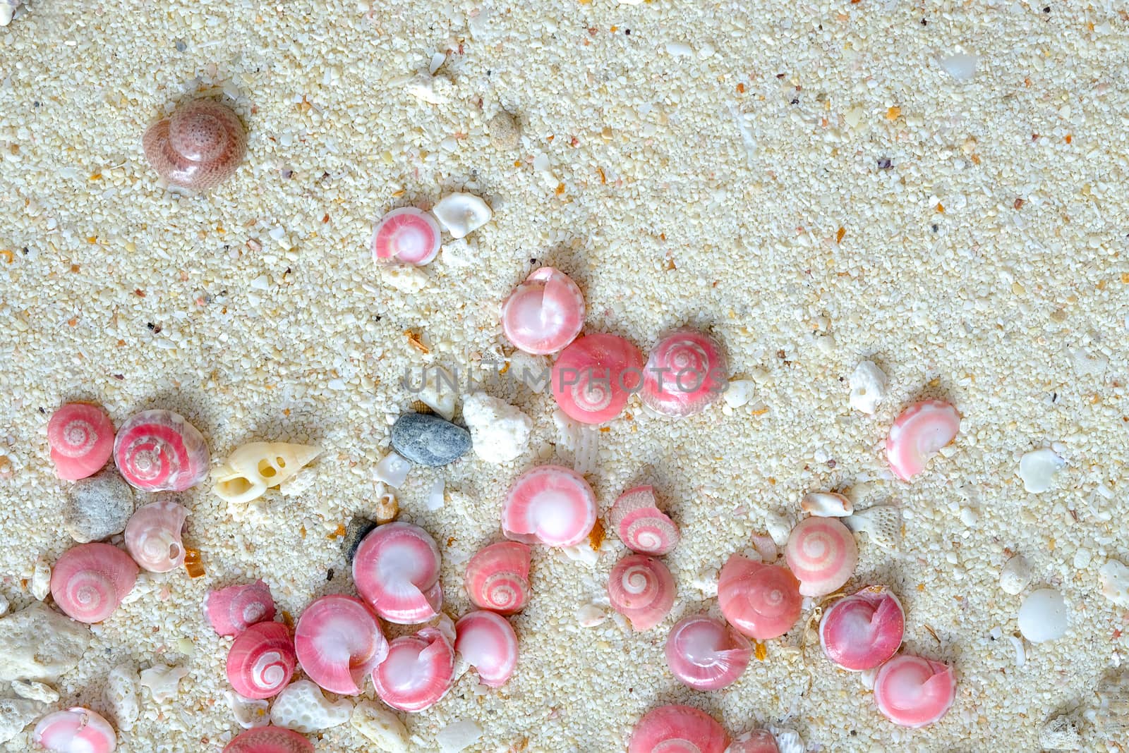 shells of pink button snails on the sand by Nawoot