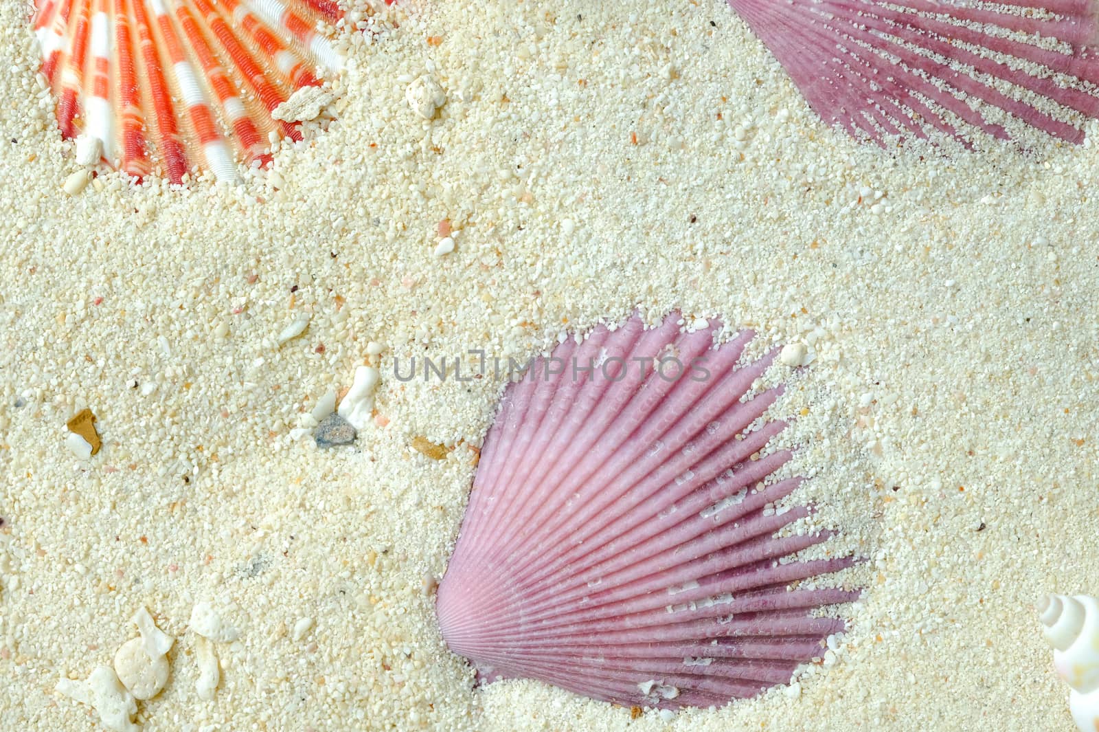 shells of red and orange scallop by Nawoot