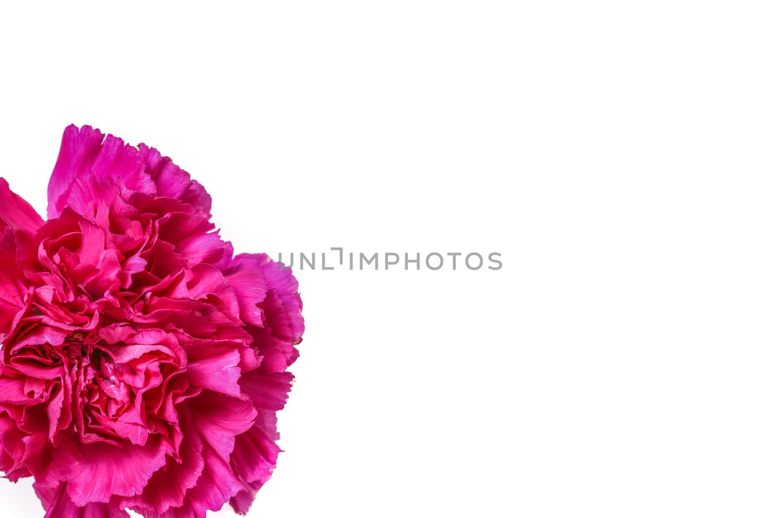 a pink carnation by Nawoot