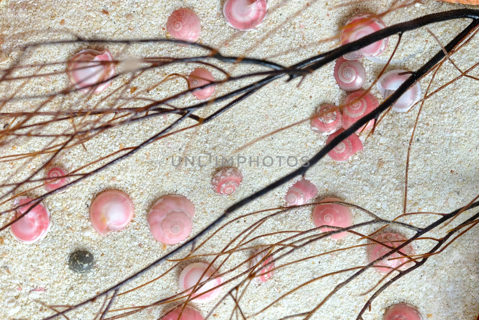 shells of pink button snails (Umbonium vestiarum) on the sand
