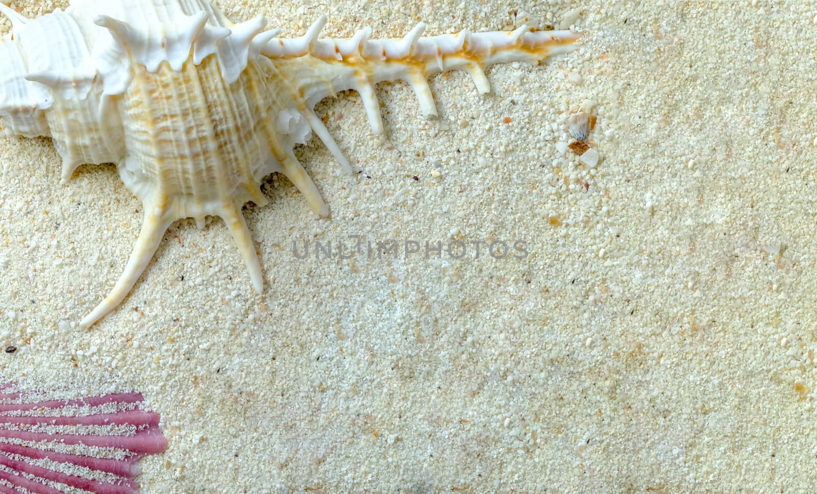 white murex and pink scallop shells on white sand, marine seashells, with copy space