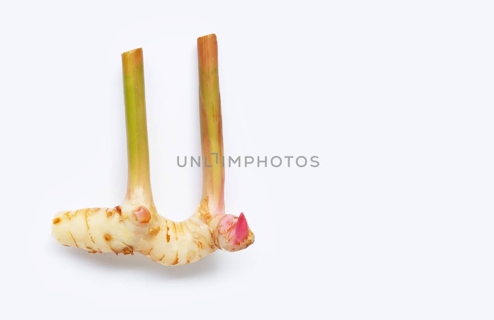 Fresh galangal isolated on white background.