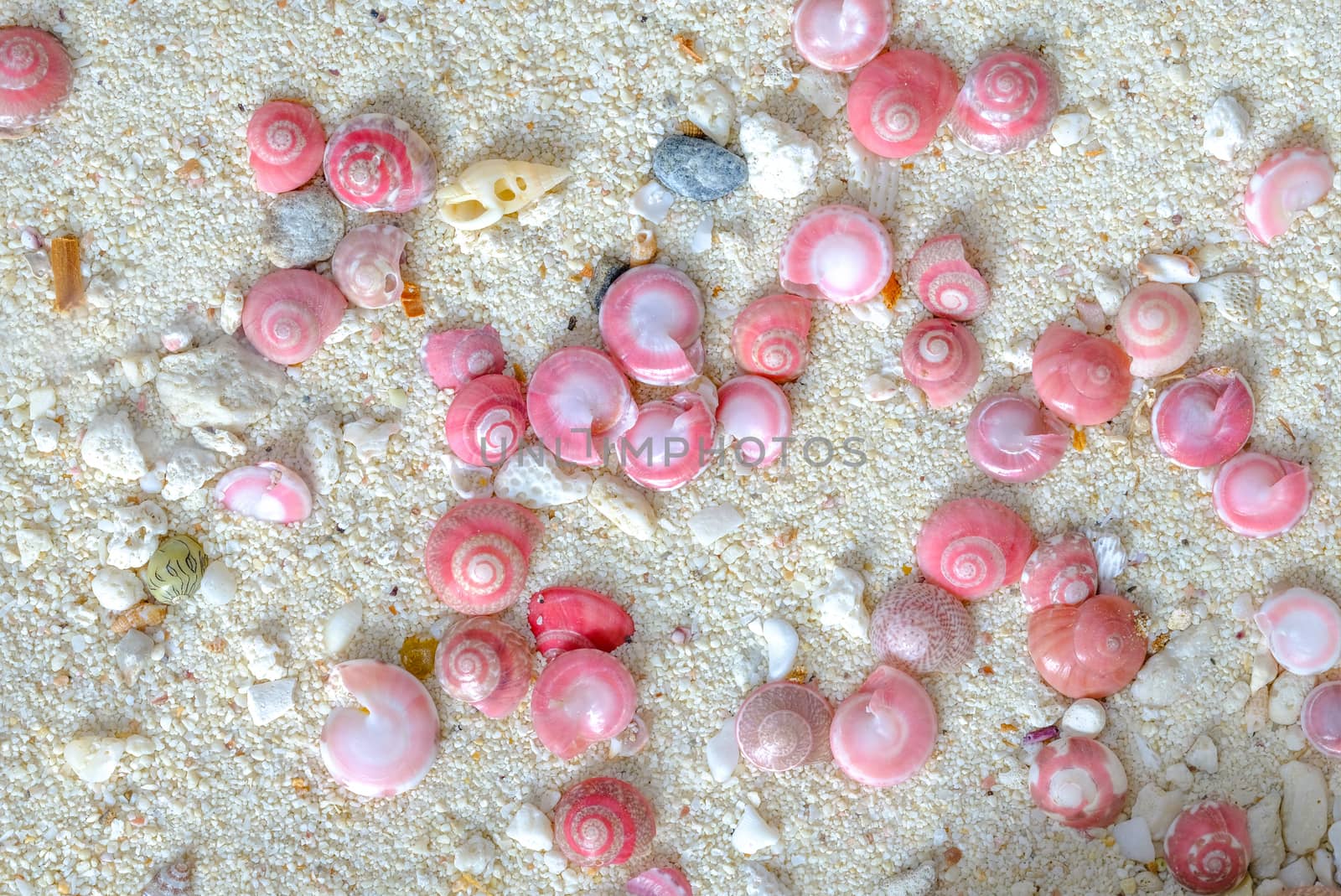 pink button snails by Nawoot