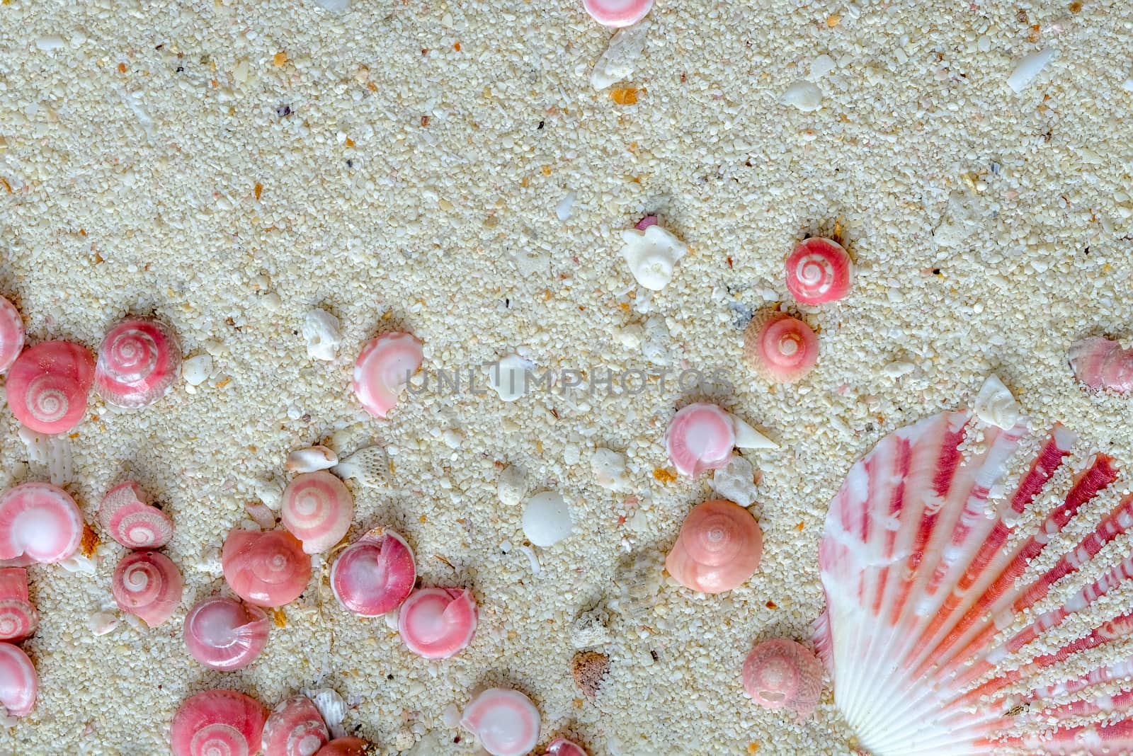 shells of pink button snails (Umbonium vestiarum) and scallop on the sand