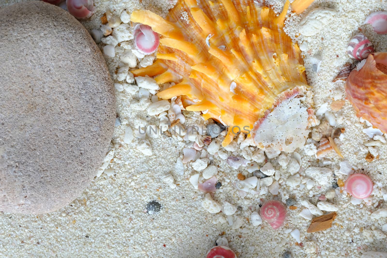 shells of pink button snails (Umbonium vestiarum) and orange spiny scallop (Amusium pleuronectes) on white sand