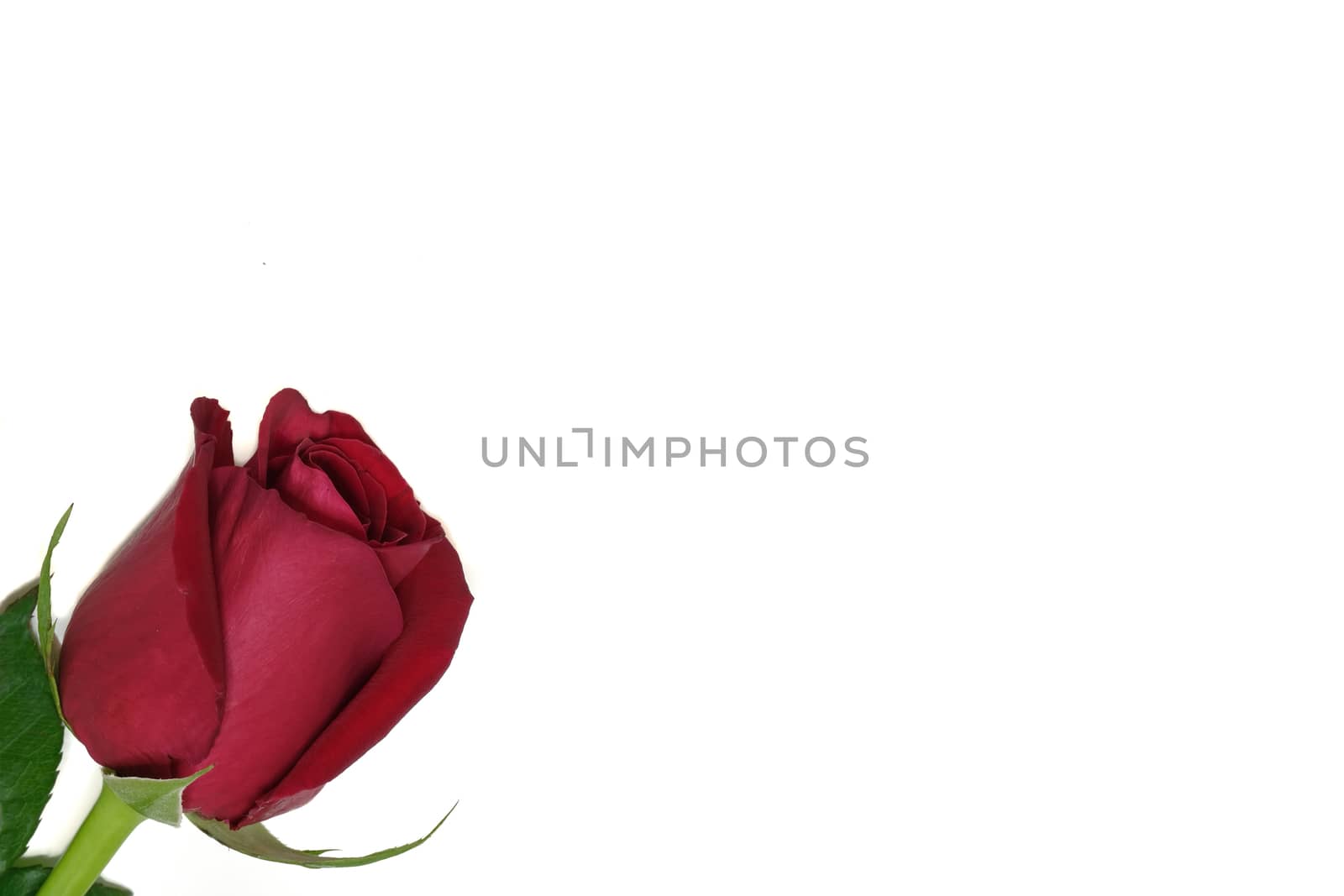 a beautiful red rose isolated on white background