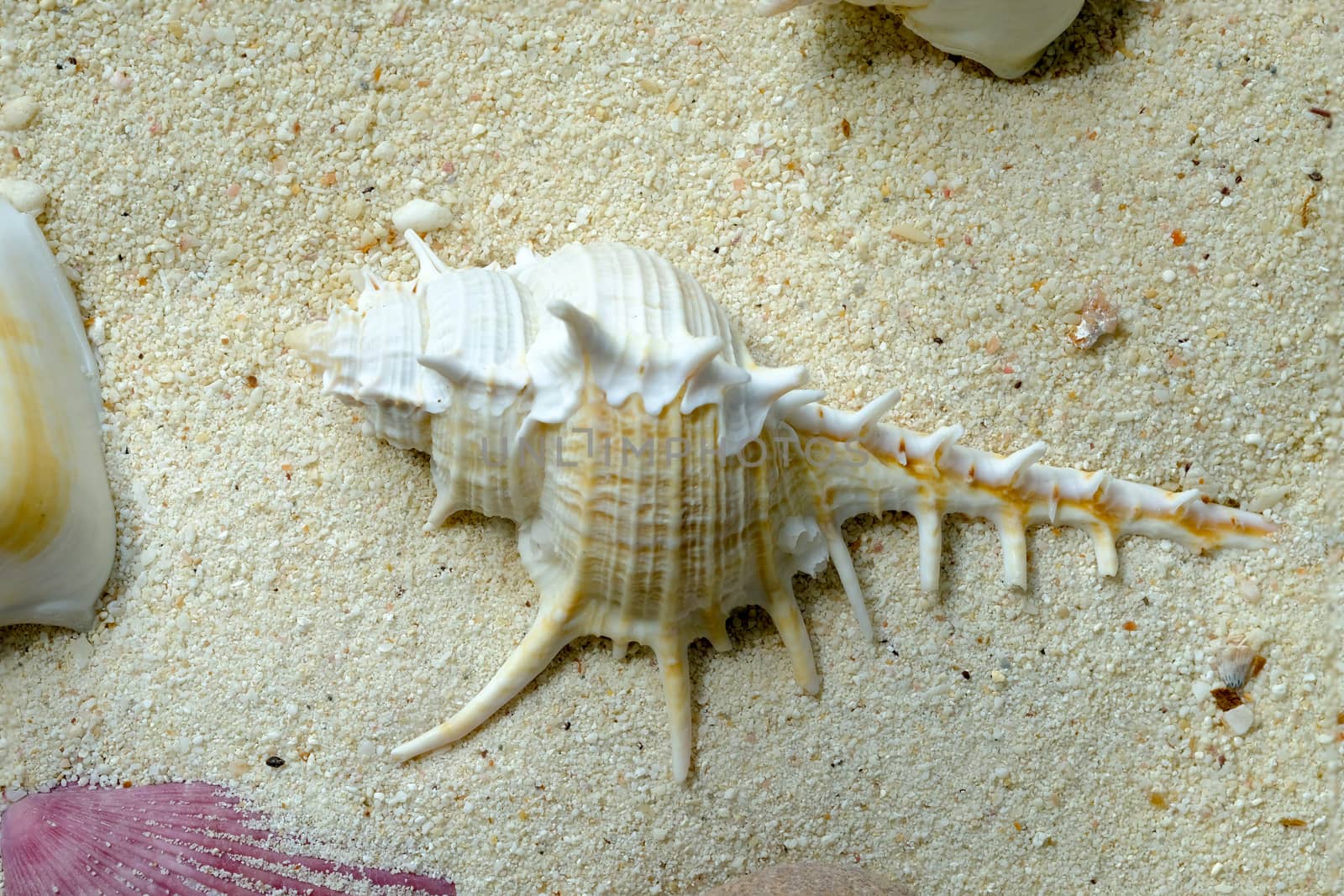 white murex seashells on white sand