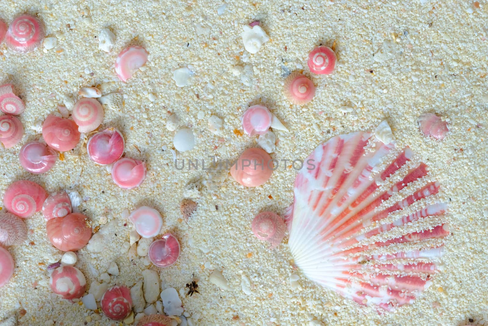 shells of pink button snails (Umbonium vestiarum) and scallop (Amusium pleuronectes) on white sand