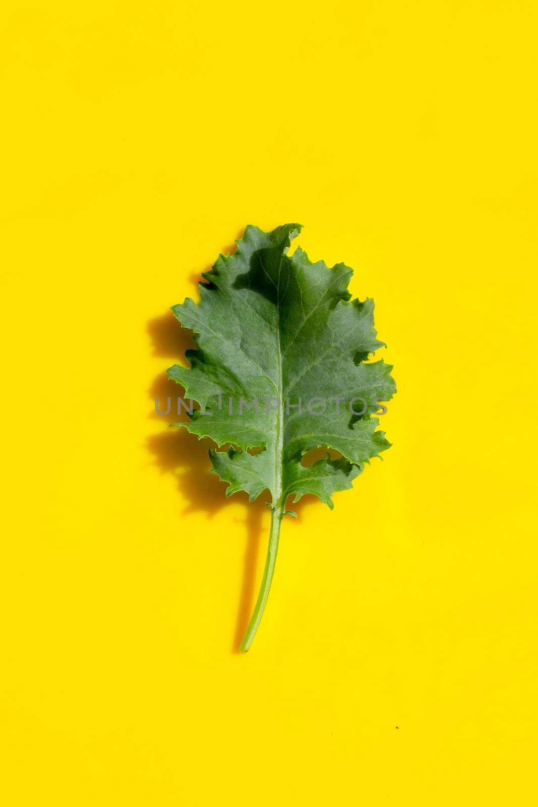 Kale leaf on yellow background.  by Bowonpat