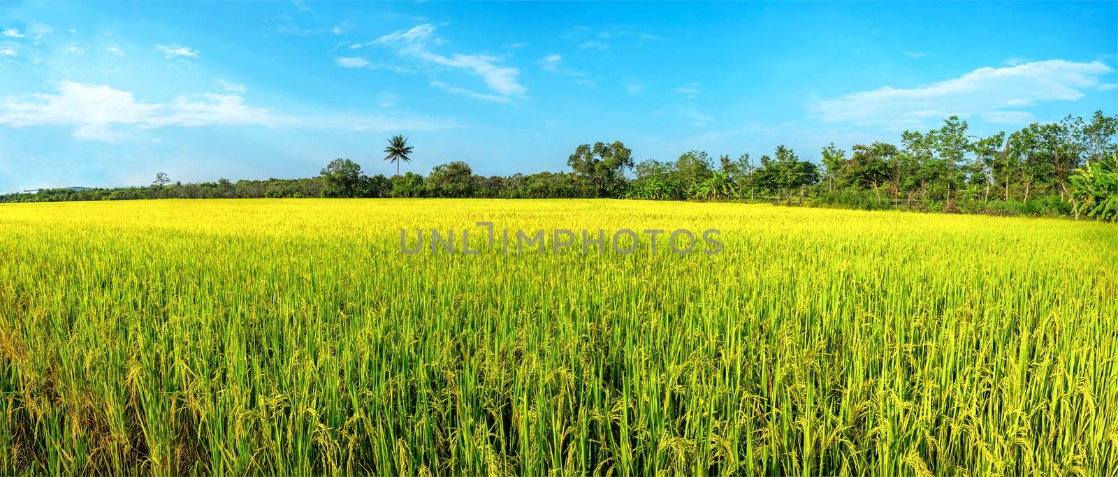 a filed of ripen rice corps witn golden and green color in the early morning sun, panoramic view