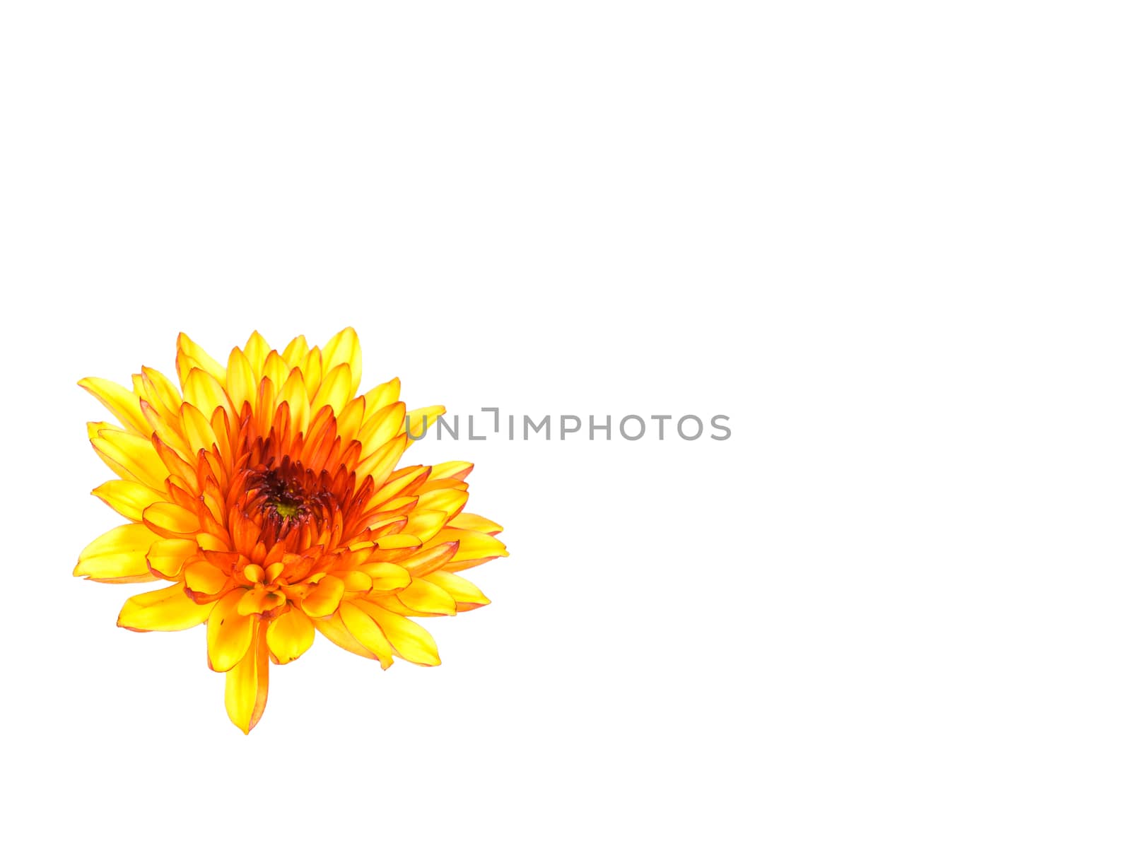 bright and colorful Dahlia by Nawoot