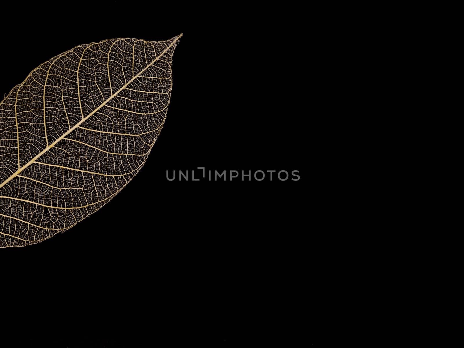leaf veins pattern isolated on black background