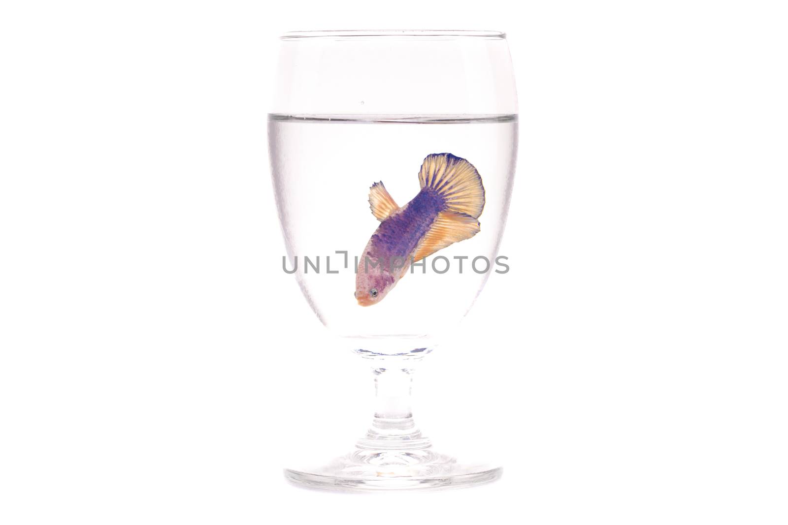 a purple and pink female fighting fish in a clear glass drinking water, isolated on white background