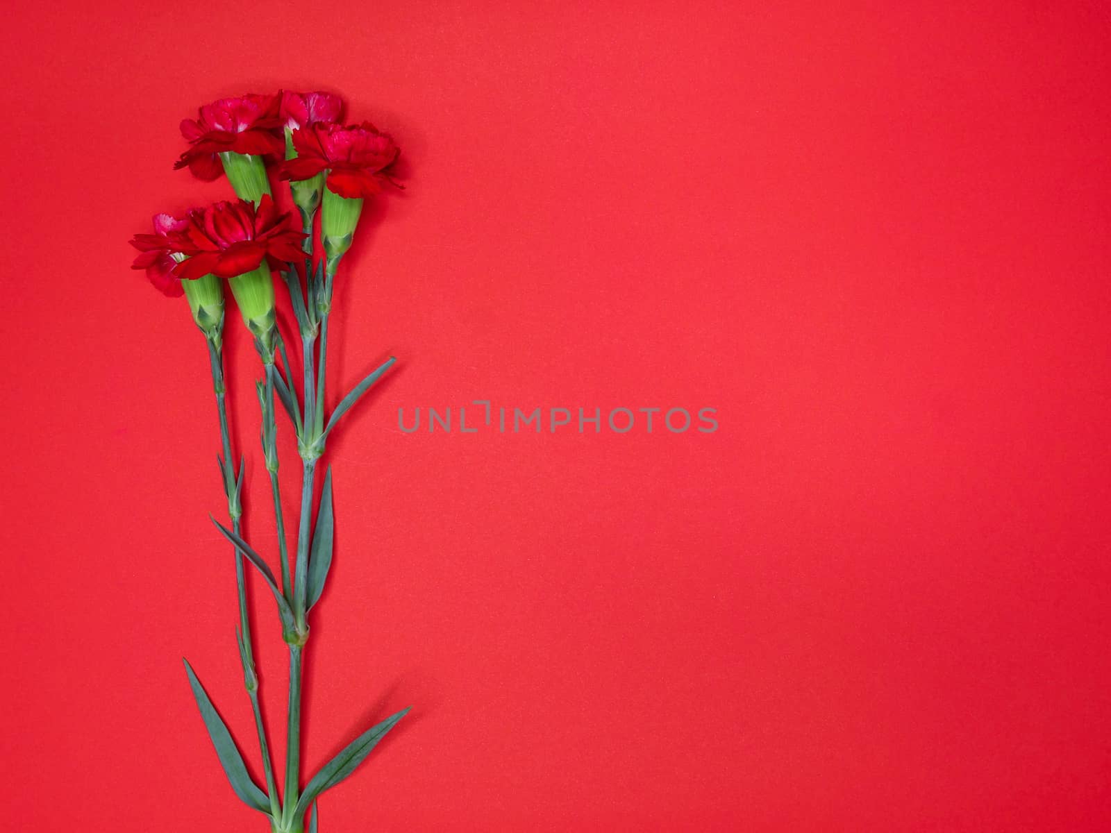 a bouquet of red carnations on bright red poster paper background