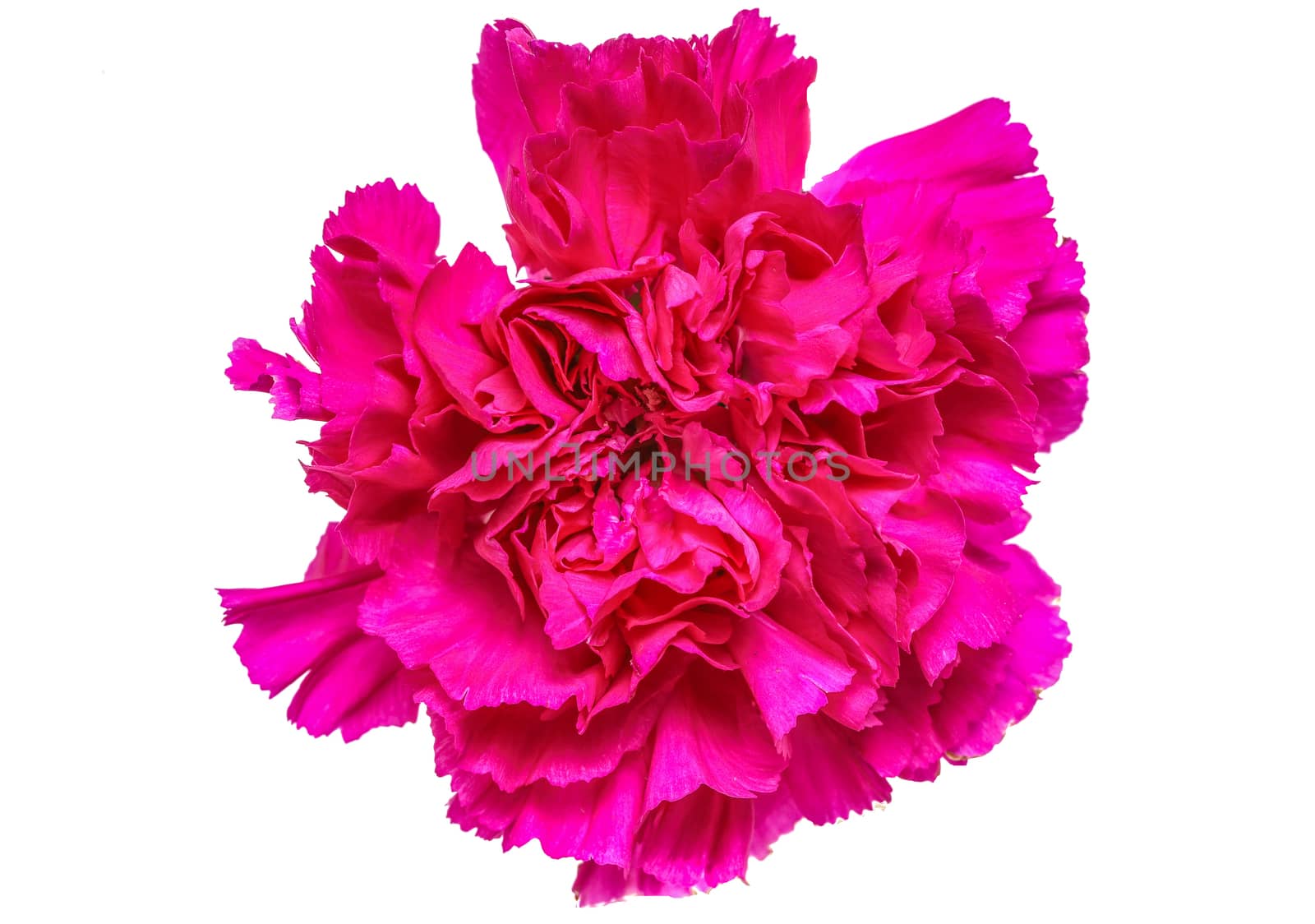 beautiful pink carnation, closeup and isoated on white background