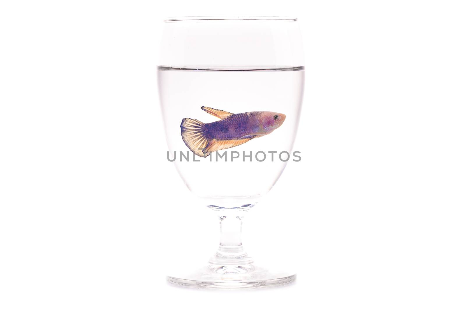a purple and pink female fighting fish in a clear glass drinking water, isolated on white background