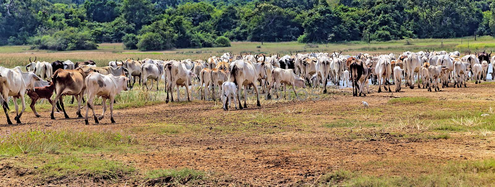 Zebu domestic cattle Cows in field. Cows on pasture. Cow herd horned cattle