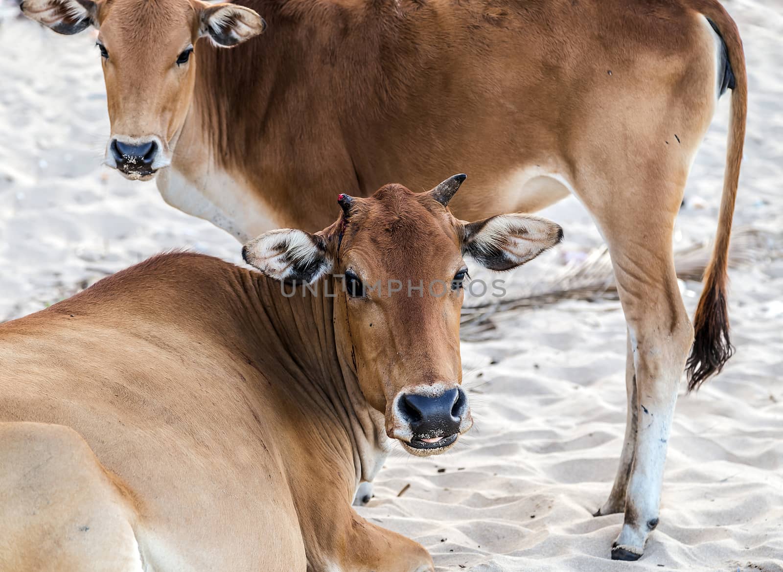 Cows head. Asian lineage cow