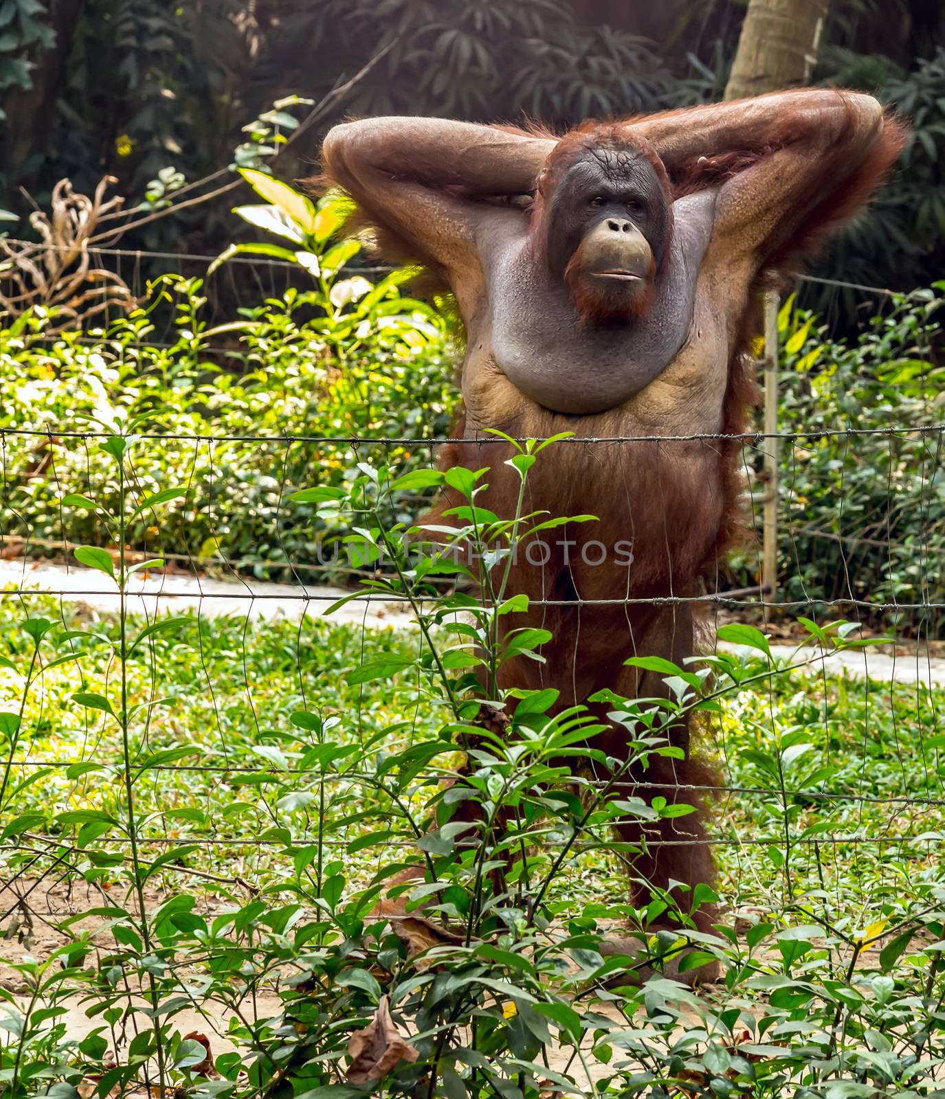 Orangutan face view in the zoo scene view