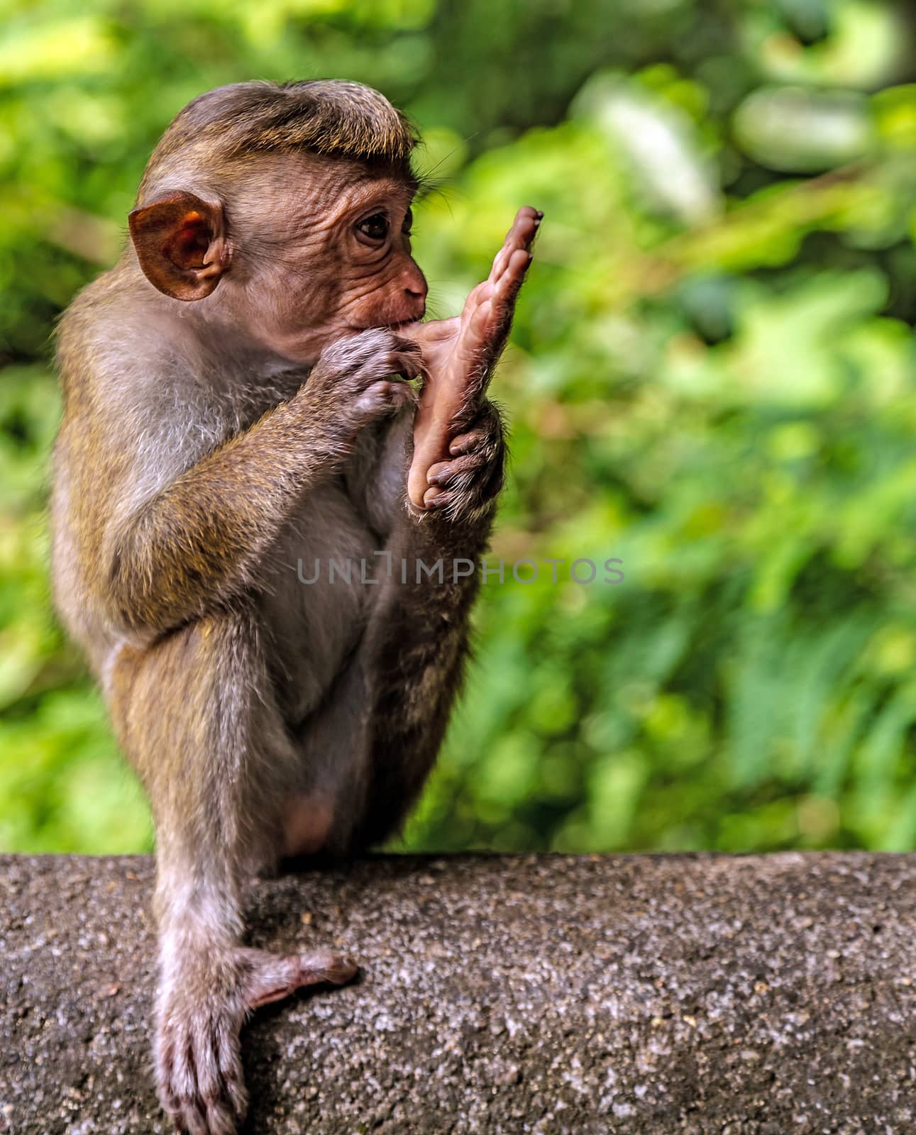 Portrait Macaque monkey in Sri Lanka, blur background