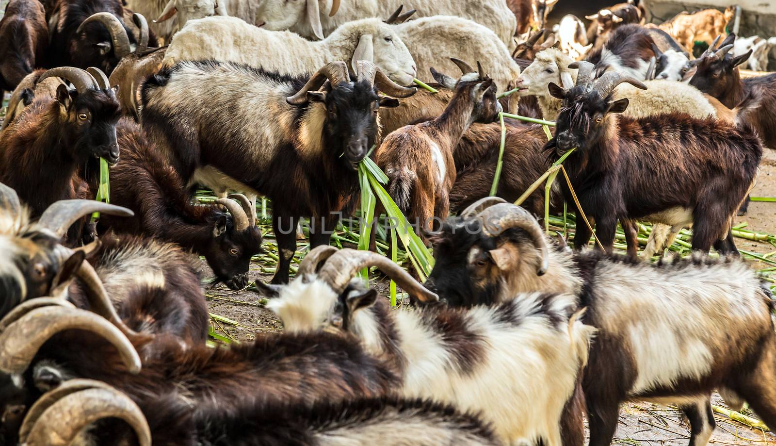 Goats eating grass in farm, mountain goats. goat with horns.