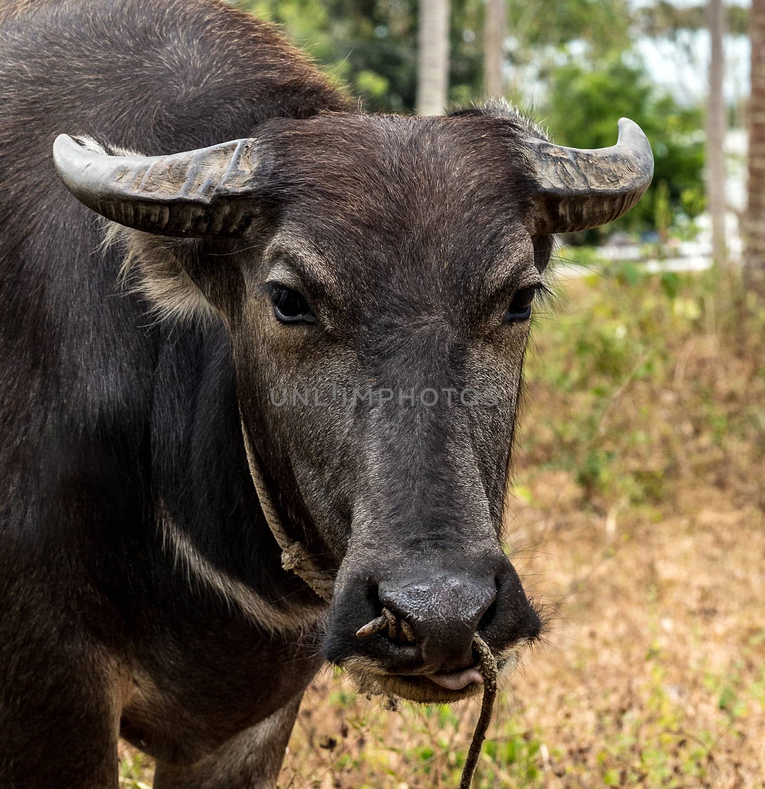 Black water buffalo Portrait carabao