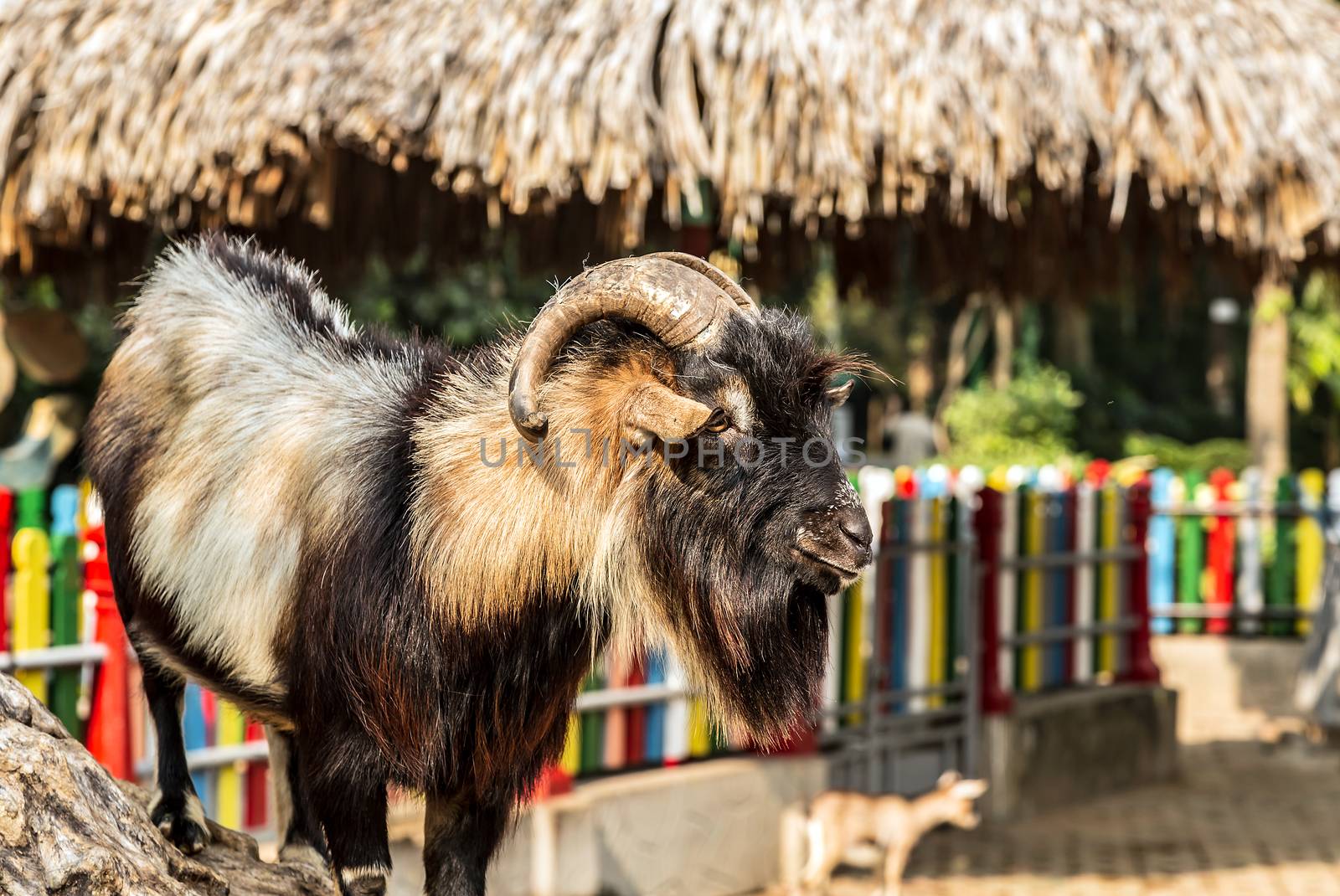 Goats eating grass in farm, mountain goats. goat with horns.