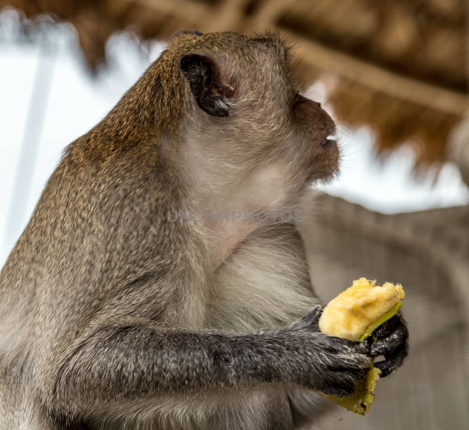Rhesus monkey Macaca Mulatta Primates looking side Kathmandu, Nepal