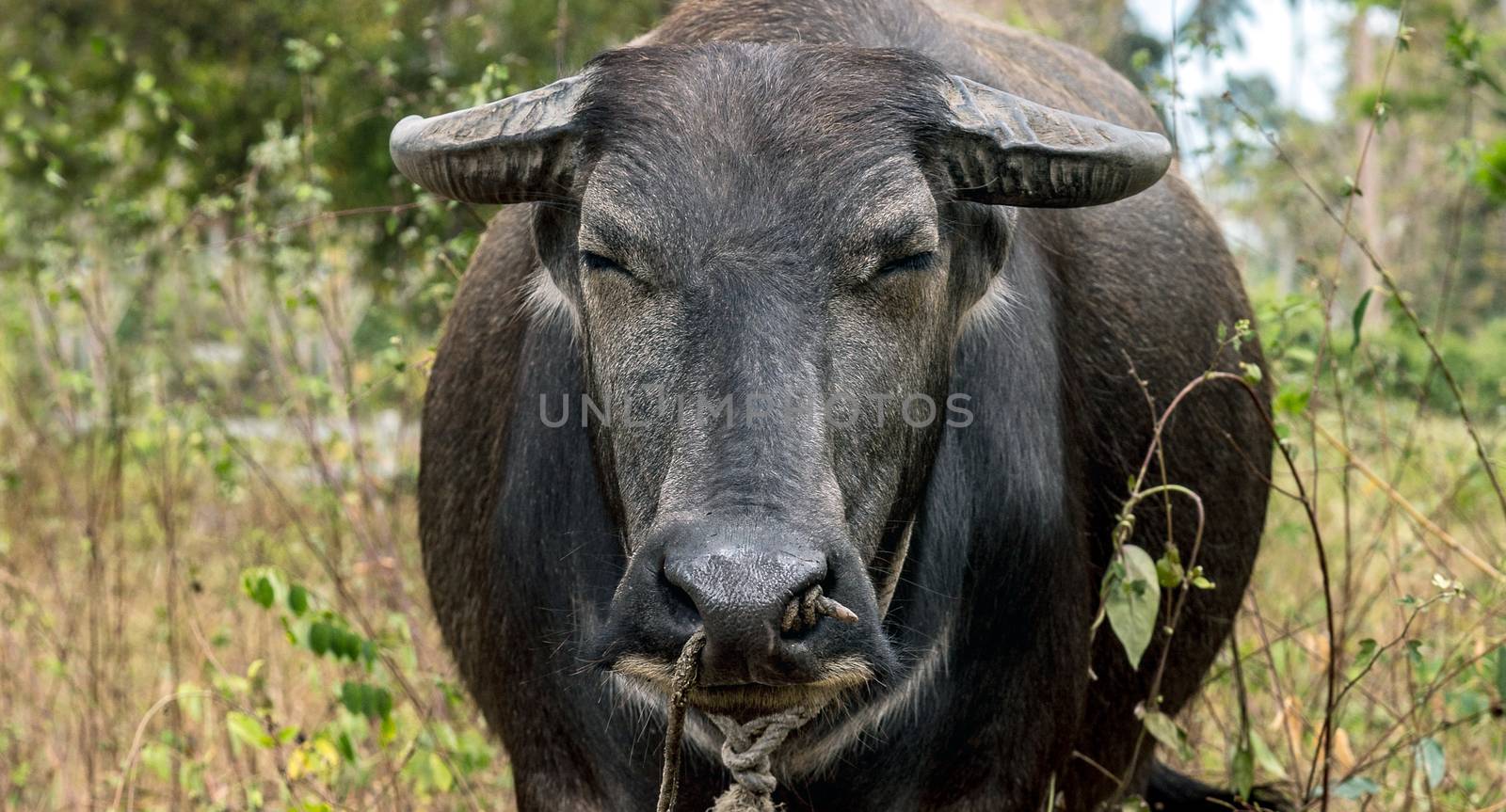 Asia water buffalo or Carabao in Thailand forest