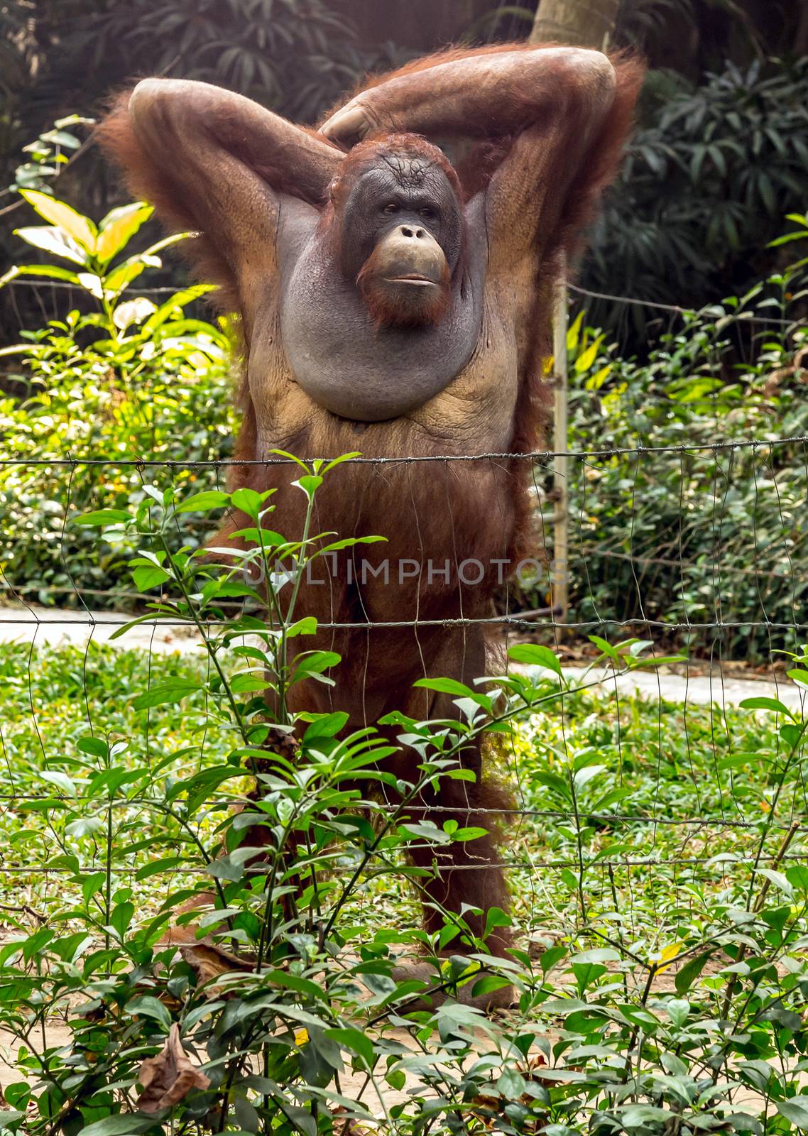 Portrait adult male of the Dominant male orangutan of Borneo. Indonesia orang-utan, Pongo pygmaeus