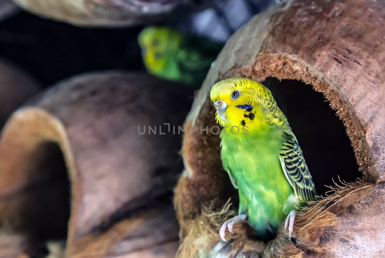 Budgerigar Australian Parakeet Melopsittacus undulatus parrot pet Bird green yellow close up sitting in the nest dried coconut shell