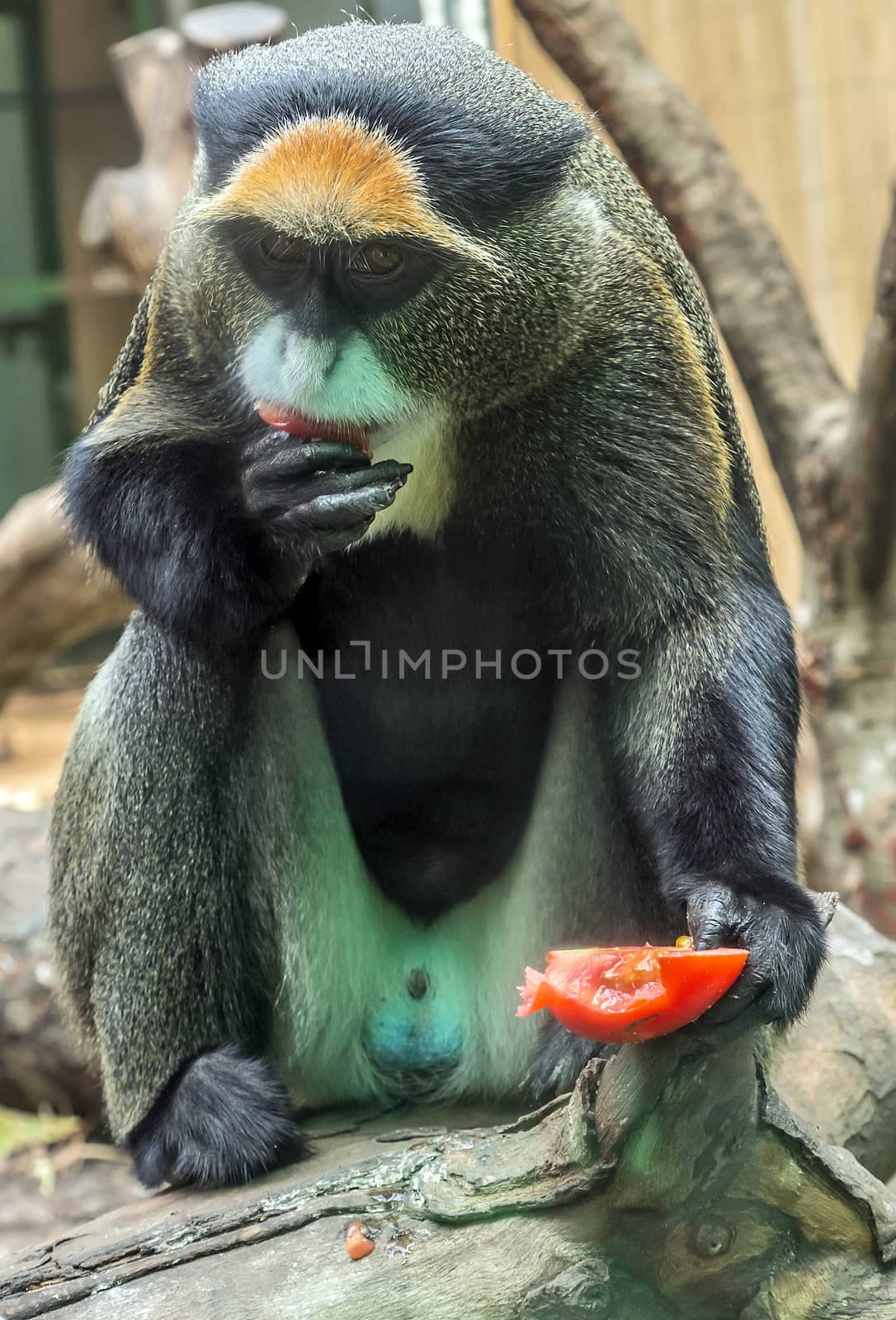 De Brazza Monkey single male Portrait Adult primates of central Africa. African primates.